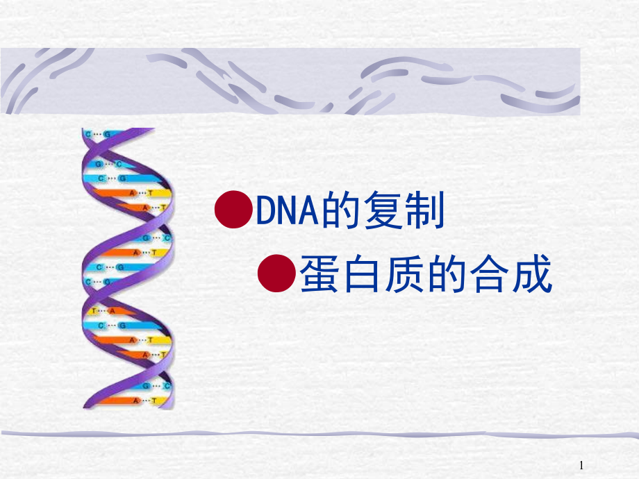 DNA的复制、转录、翻译PPT幻灯片课件.ppt_第1页