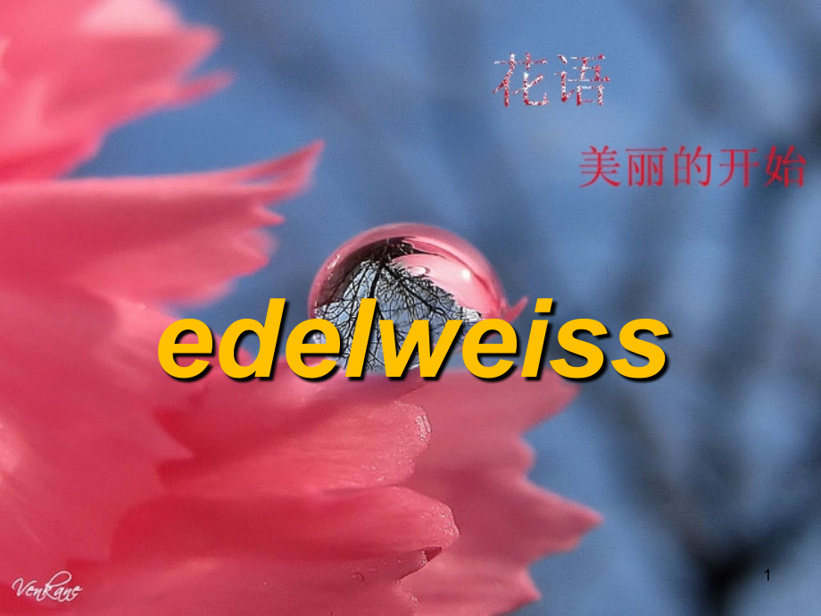 花语及各种花朵英文介绍(课堂PPT).ppt_第1页