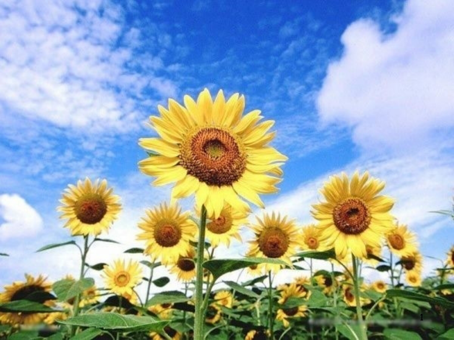 公开课《花钟》.ppt_第1页