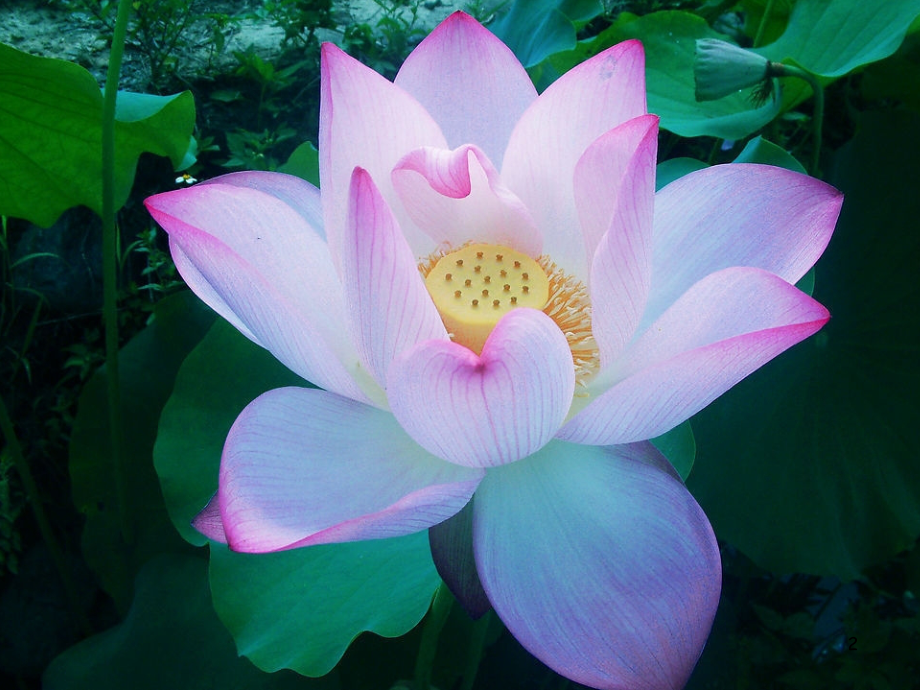 公开课《花钟》.ppt_第2页