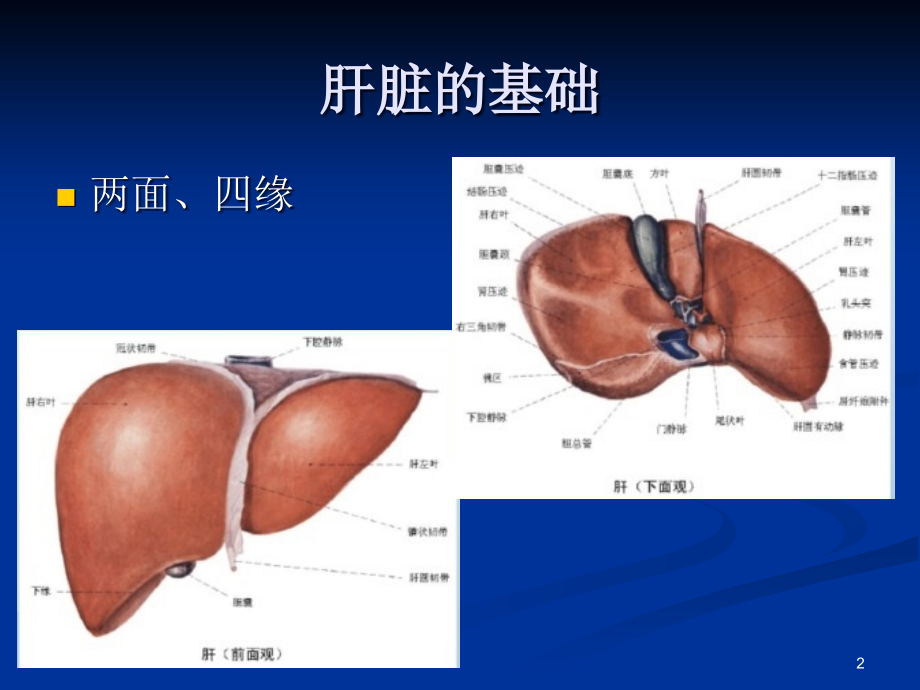 腹部CT-断层解剖结构(肝、胰腺)PPT.ppt_第2页
