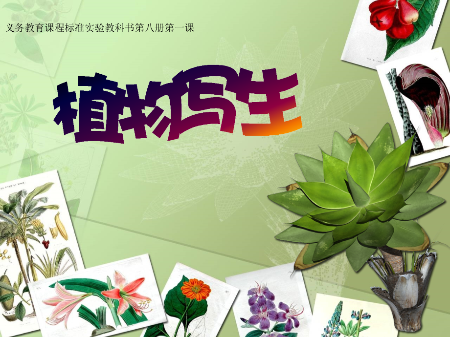 植物写生写生(全).ppt_第1页