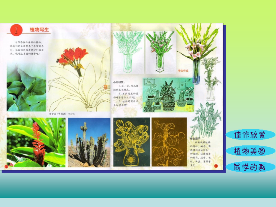 植物写生写生(全).ppt_第2页