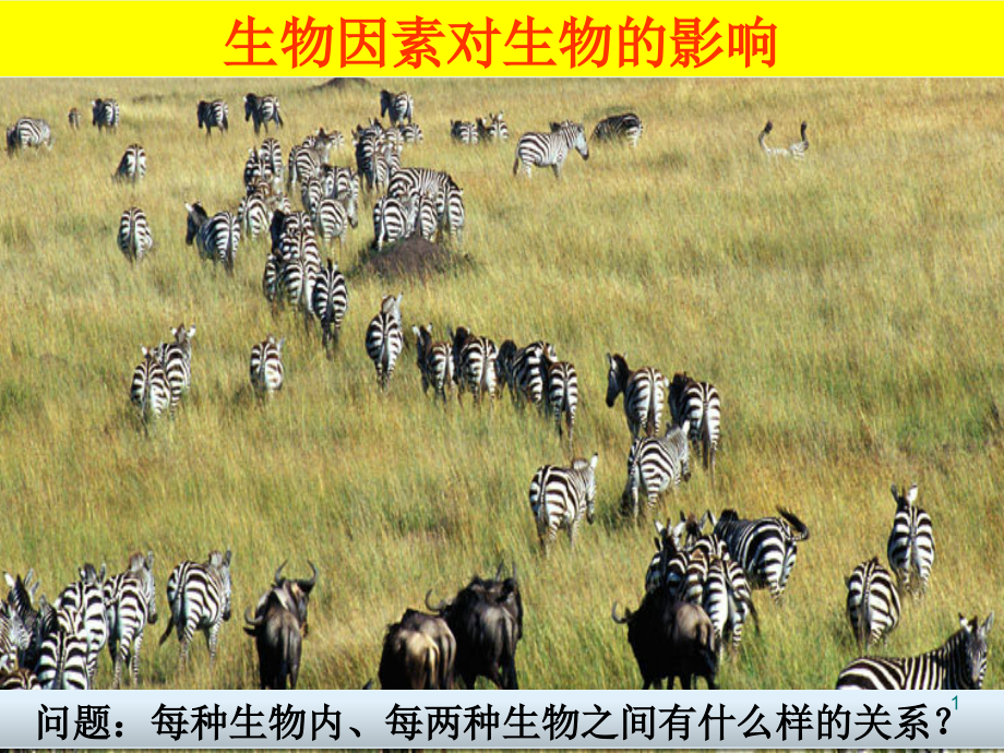 生物因素对生物的影响PPT文档.ppt_第1页