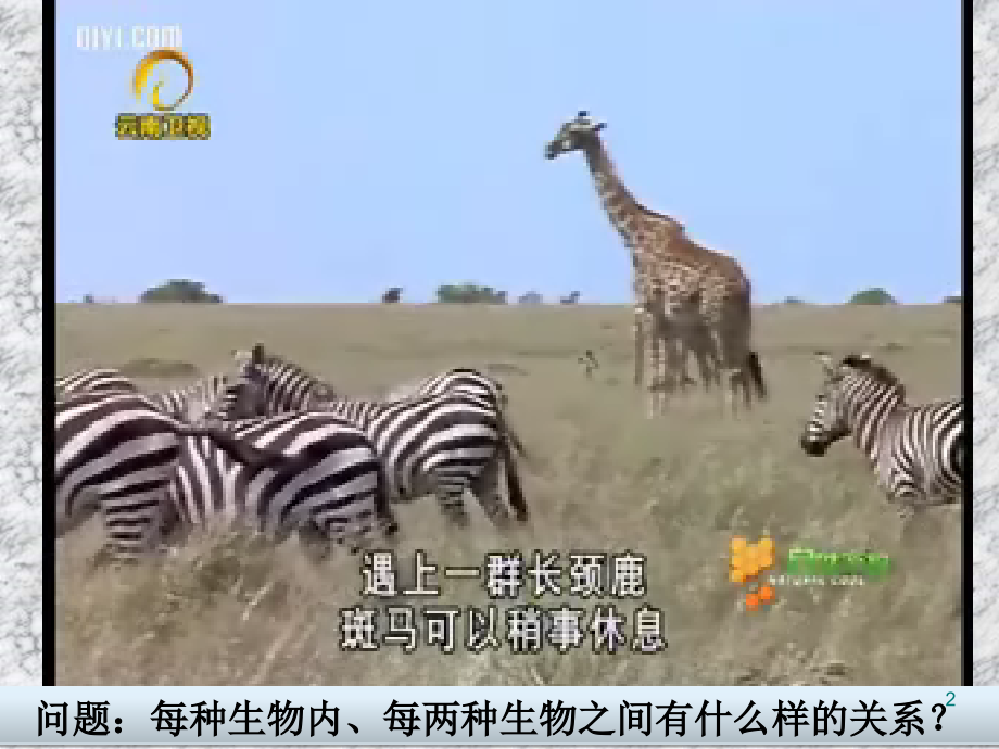 生物因素对生物的影响PPT文档.ppt_第2页