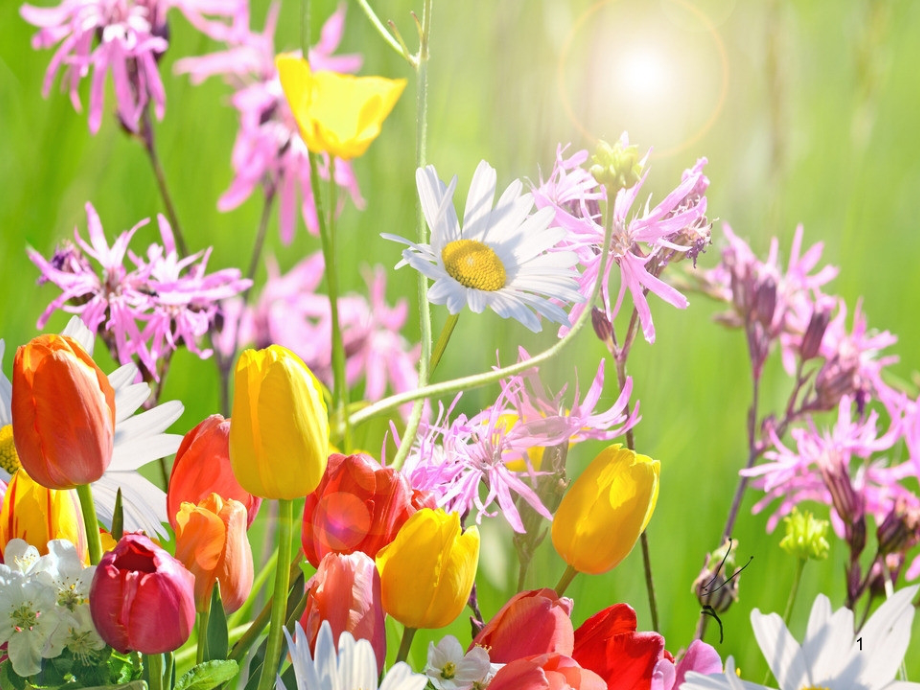 《江畔独步寻花》.ppt_第1页