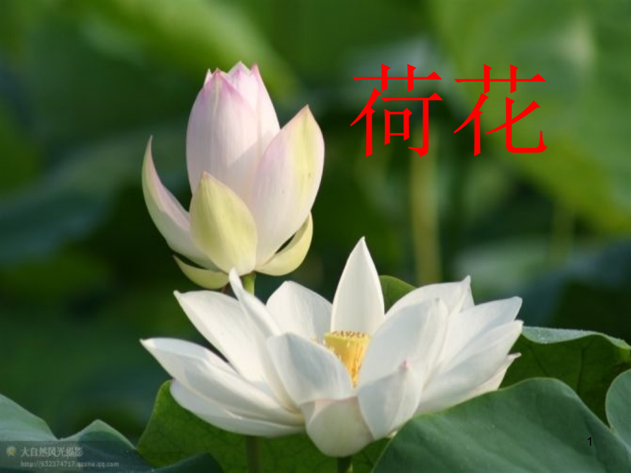 (课件)荷花公开课.ppt_第1页