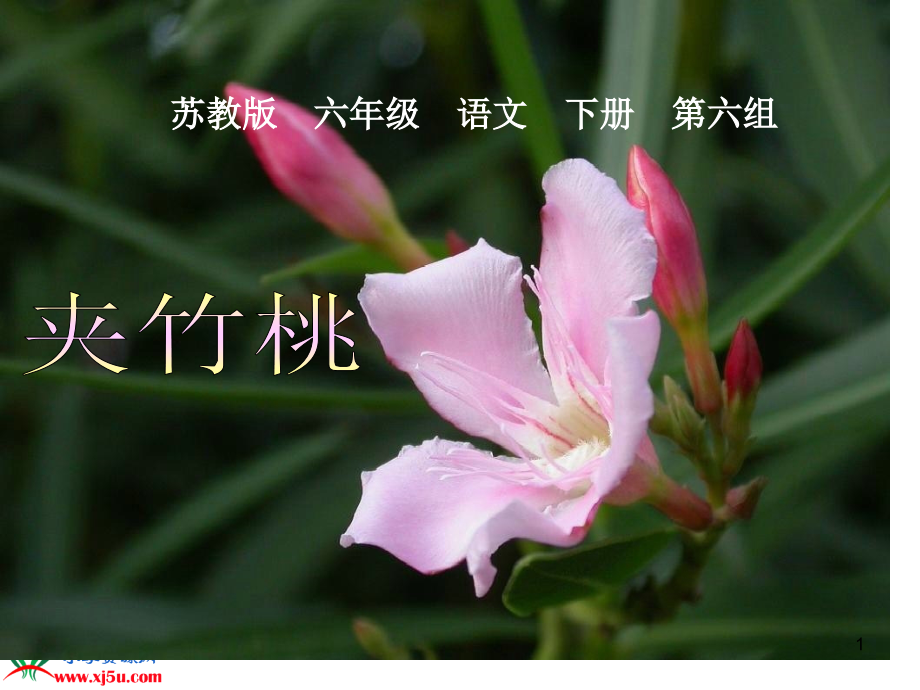 《夹竹桃》.ppt_第1页