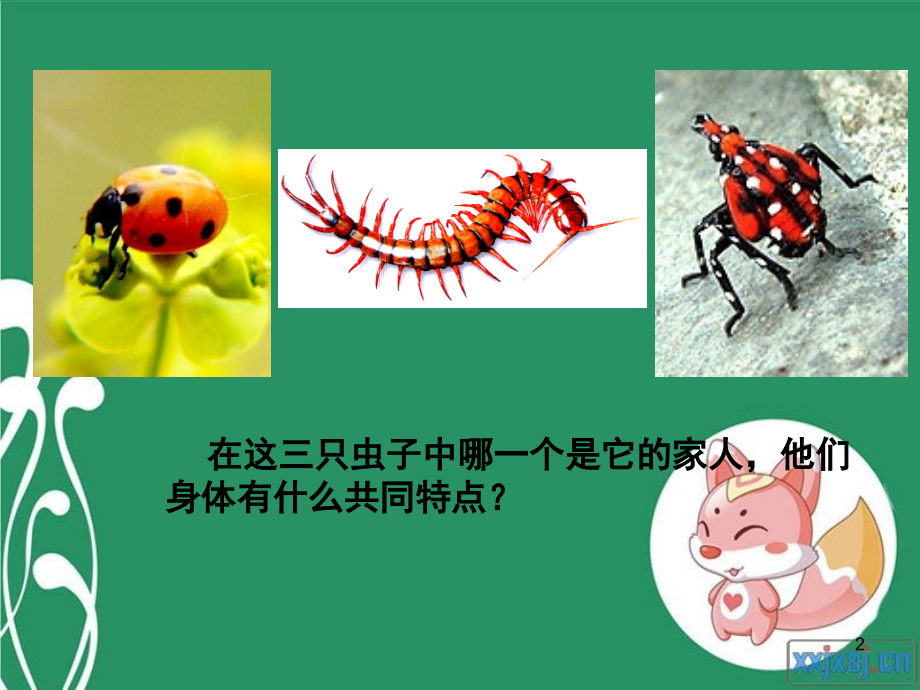 二年级下册美术---节节虫.ppt_第2页