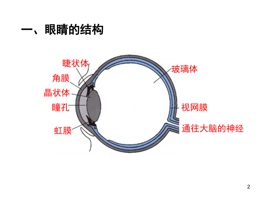 眼睛成像原理(课堂PPT).ppt_第2页