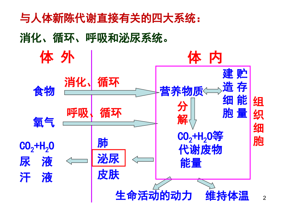 与人体代谢直接有关的四大系统(课堂PPT).ppt_第2页