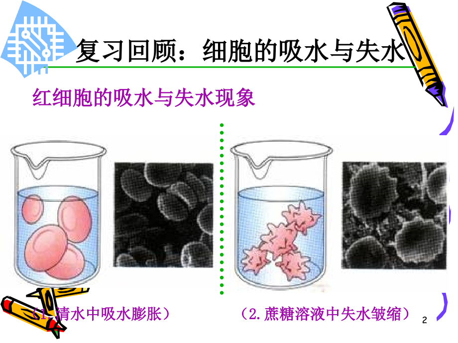 植物细胞的吸水与失水实验优秀PPT.ppt_第2页