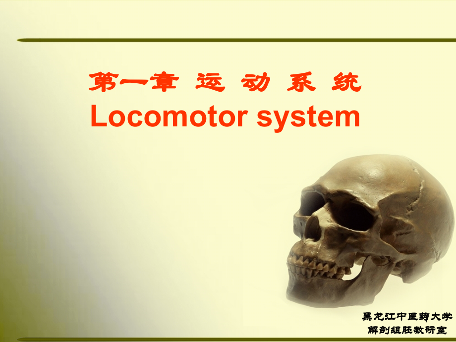 正常人体解剖学-第一节-骨学(课堂PPT).ppt_第1页