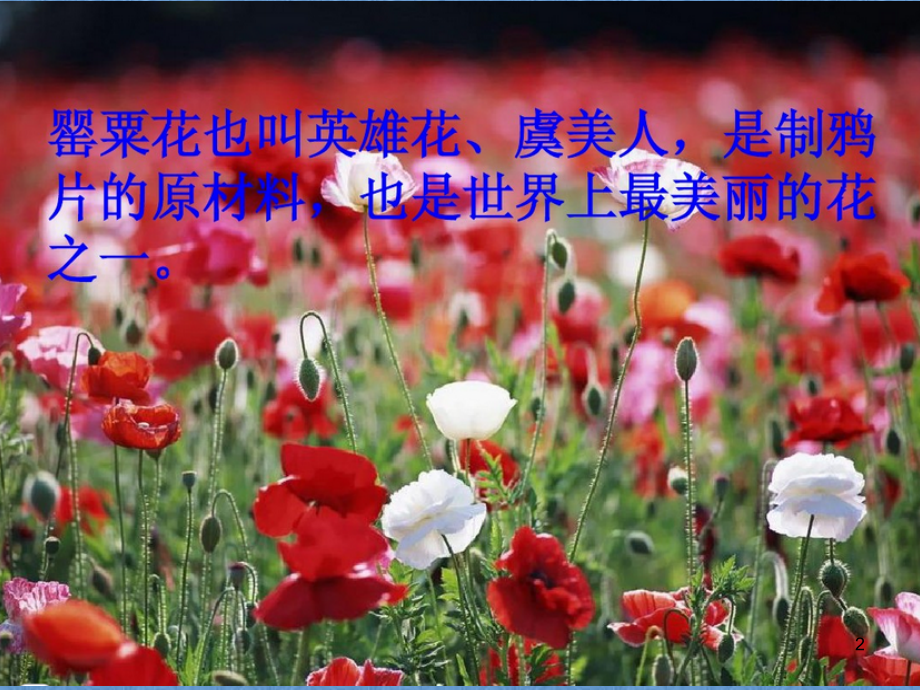 禁毒教育PPT文档.ppt_第2页