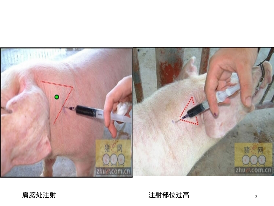 猪注射部位图片(课堂PPT).ppt_第2页
