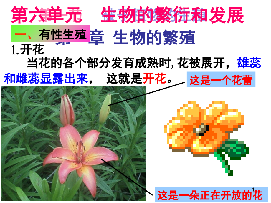 被子植物的生殖(课堂PPT).ppt_第1页