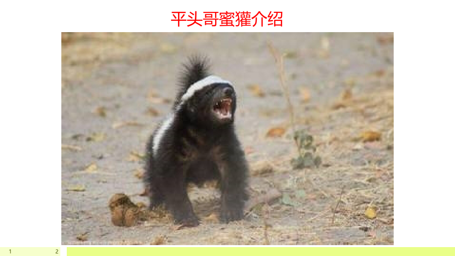 蜜獾介绍PPT.ppt_第1页