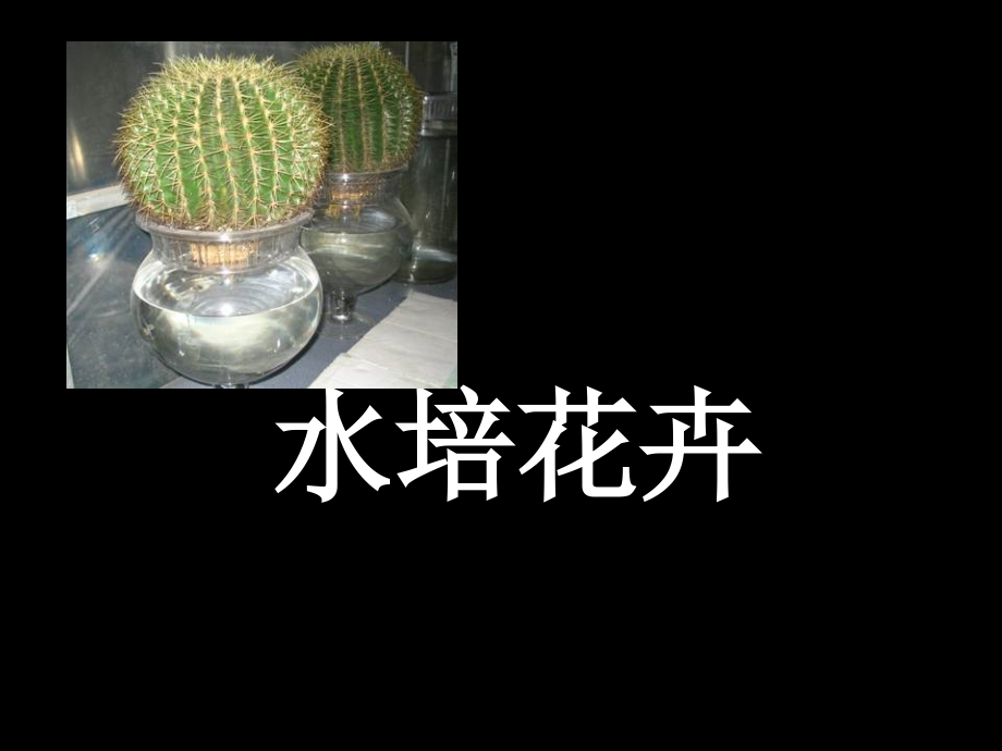 水培花卉PPT文档.ppt_第1页