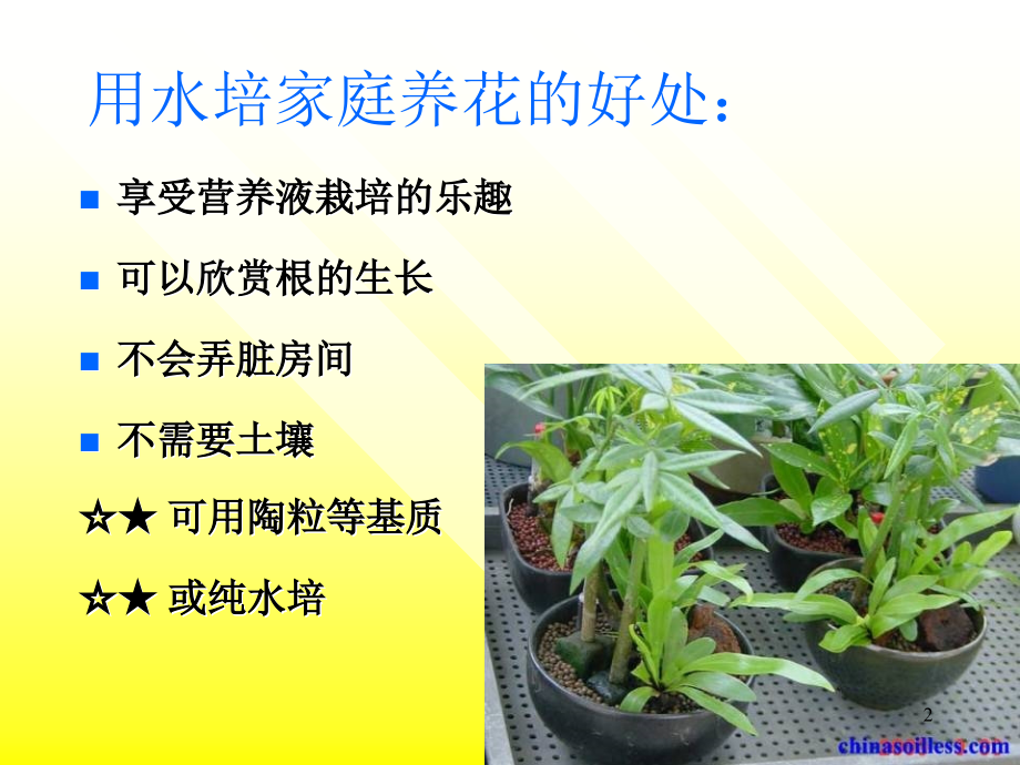 水培花卉PPT文档.ppt_第2页