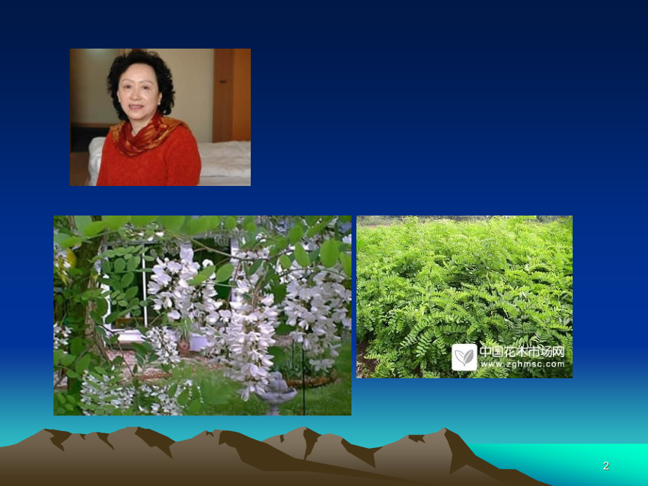 窗前的树.ppt_第2页