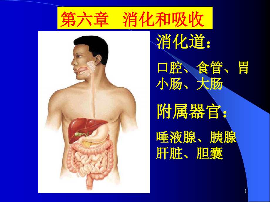 第六章-消化.ppt_第1页