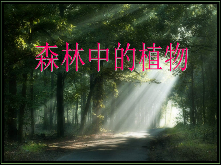 森林中的植物.ppt_第1页