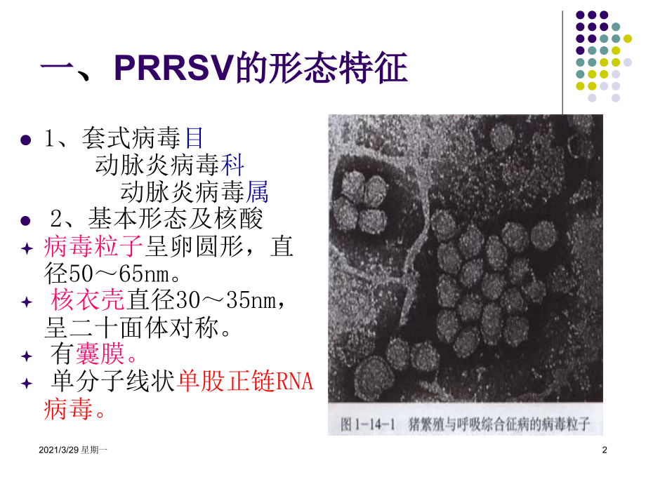 猪繁殖与呼吸综合征病毒-【优质PPT】.ppt_第2页