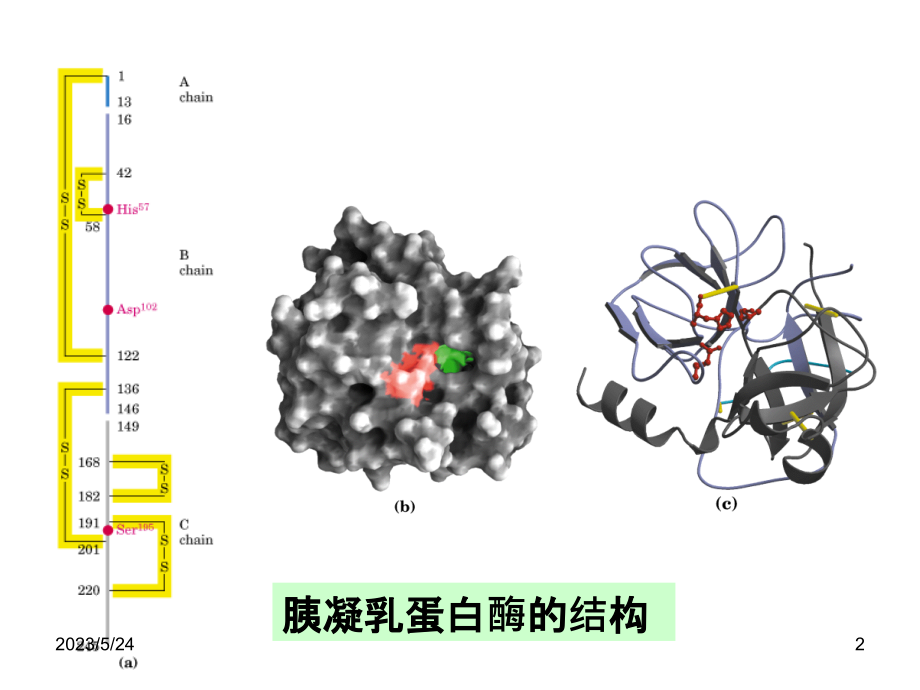 胰凝乳蛋白酶.ppt_第2页