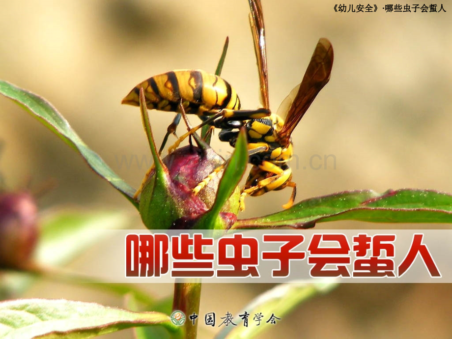 哪些虫子会蜇人.ppt_第1页