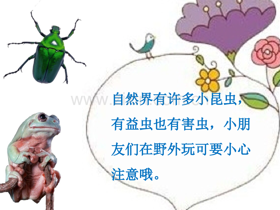 哪些虫子会蜇人.ppt_第2页