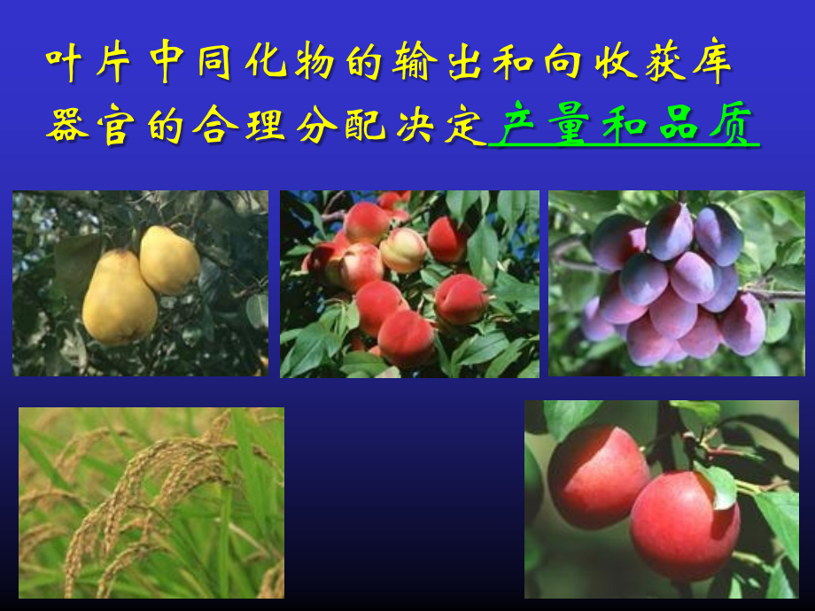韧皮部运输与同化物分配.pptx_第1页