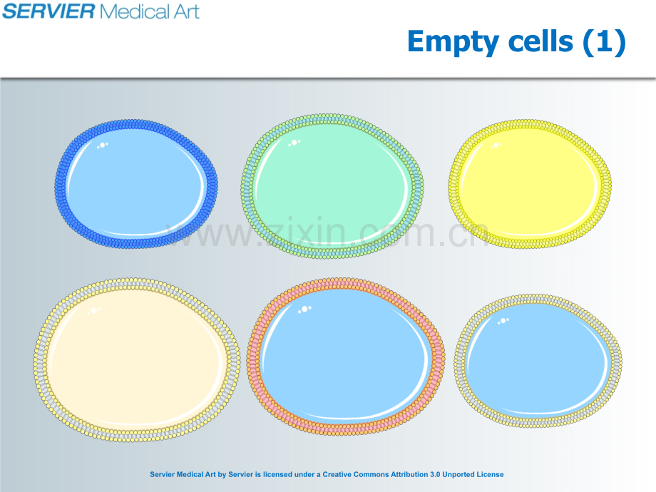 科研绘图素材细胞.pptx_第2页
