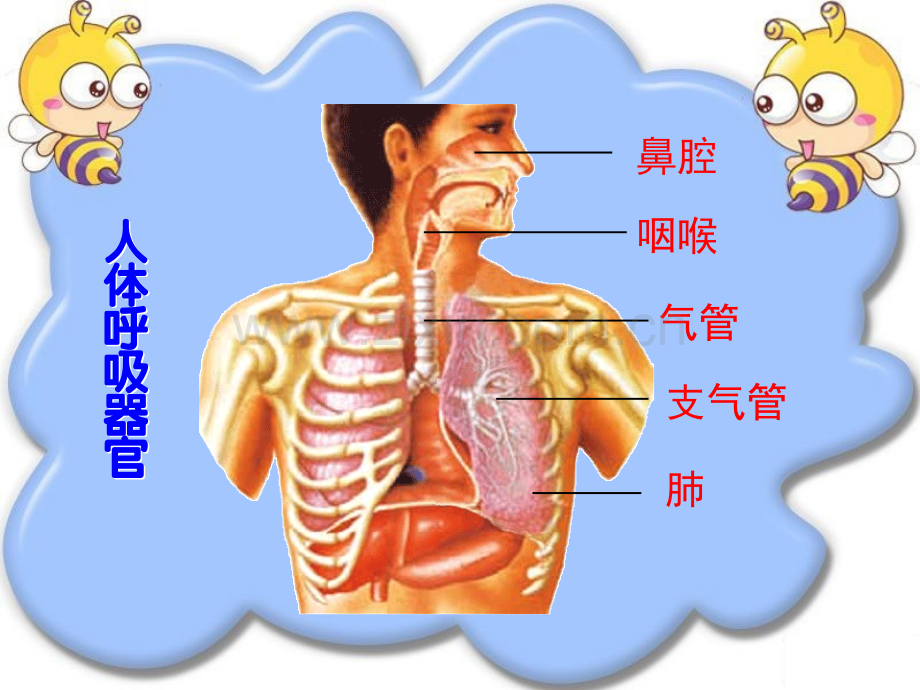 五年级科学上册肺和呼吸ppt.pptx_第2页