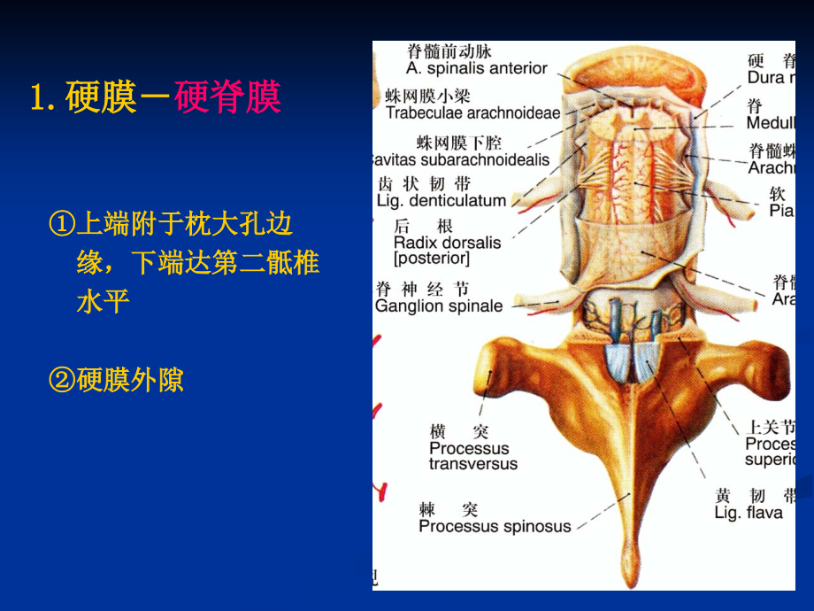 附属结构.pptx_第2页