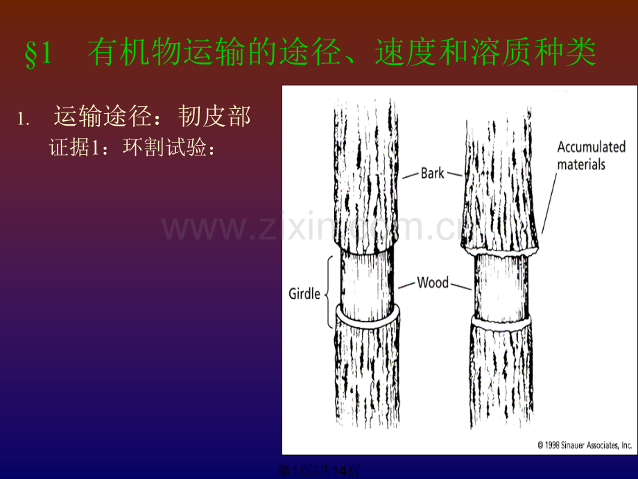 韧皮部运输.pptx_第1页