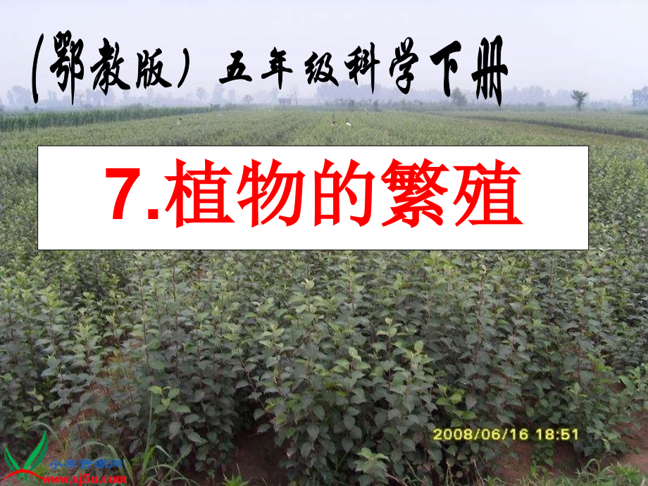 鄂教版小学科学五年级下册植物繁殖.pptx_第1页