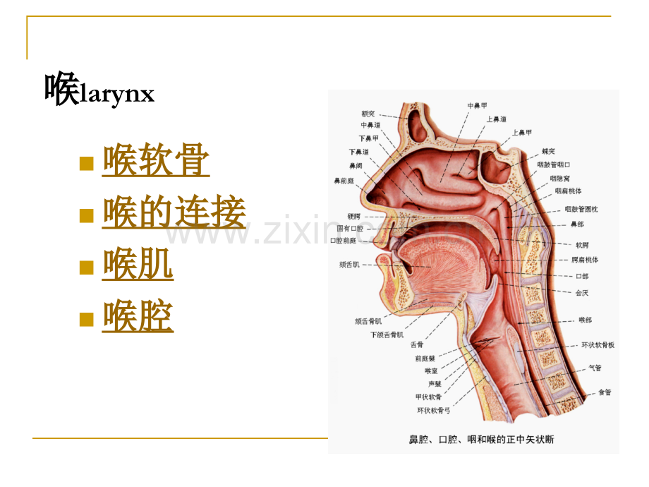 麻醉解剖学喉与气管颈部.pptx_第2页