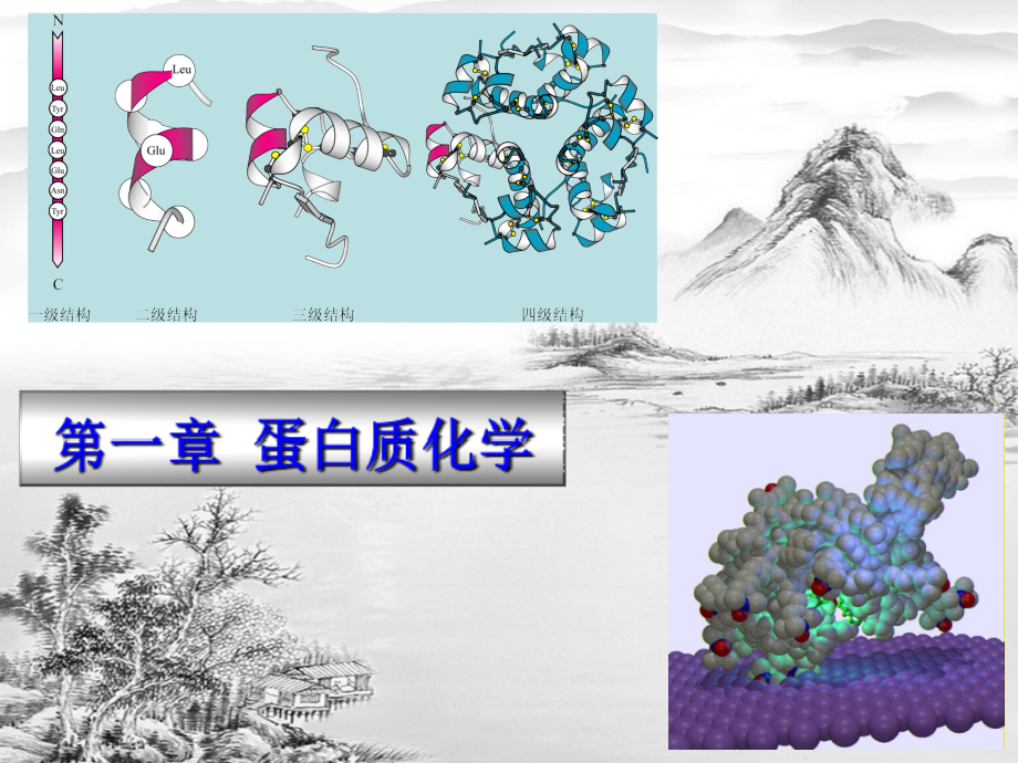 第一章-蛋白质化学.ppt_第1页