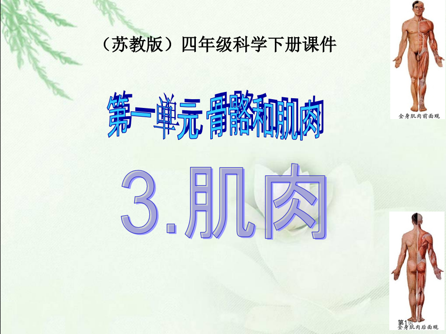 肌肉苏教版小学科学四年级下册市名师优质课比赛一等奖市公开课获奖课件.pptx_第1页