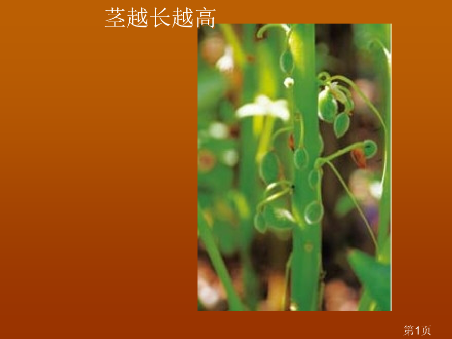 教科版三年级下册科学第一单元《第5课茎越长越高PPT》名师优质课获奖市赛课一等奖课件.ppt_第1页