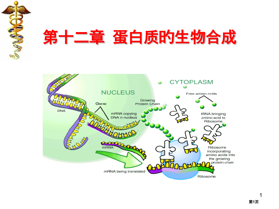 新版蛋白质的生物合成省名师优质课赛课获奖课件市赛课百校联赛优质课一等奖课件.pptx_第1页