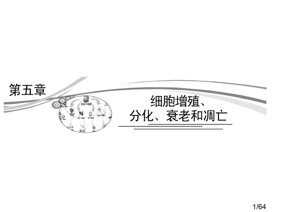 高考二轮复习-1-5-1-细胞增殖市公开课获奖课件省名师优质课赛课一等奖课件.ppt_第1页