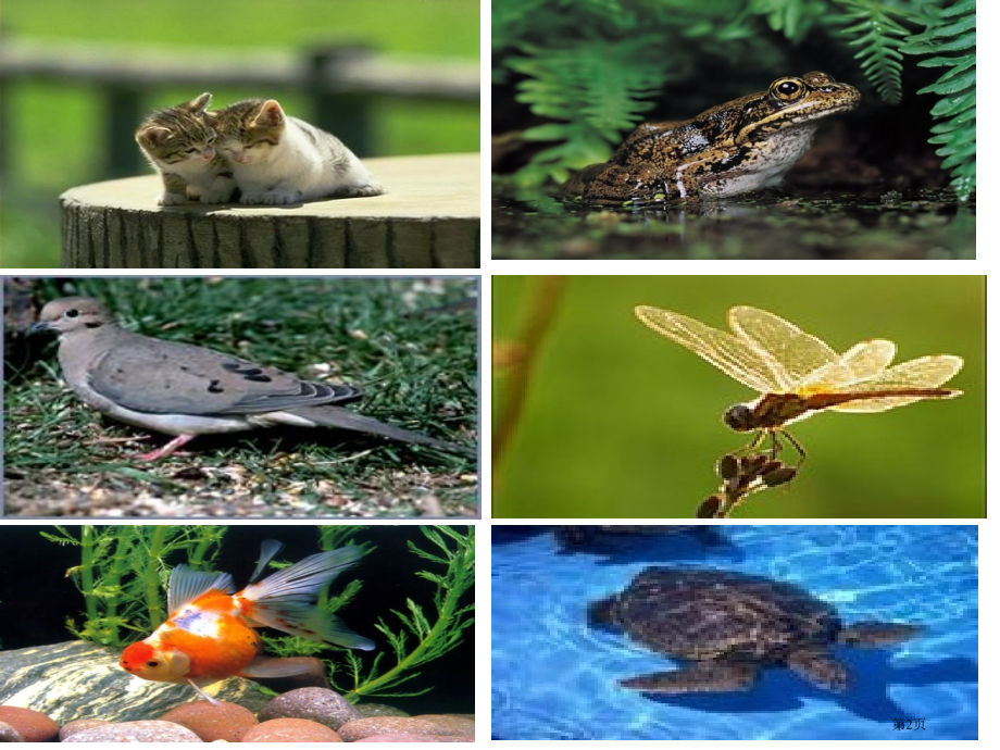 形形色色的动物2鄂教版五年级科学下册市名师优质课比赛一等奖市公开课获奖课件.pptx_第2页