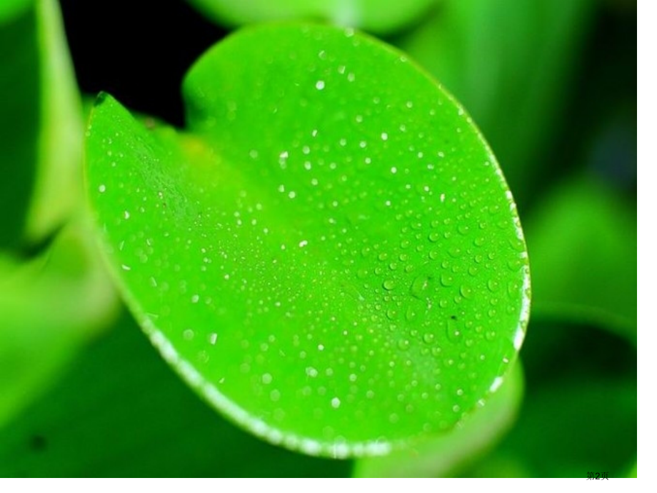 叶子上的小血管人教版新课标二年级美术下册第四册美术市名师优质课比赛一等奖市公开课获奖课件.pptx_第2页