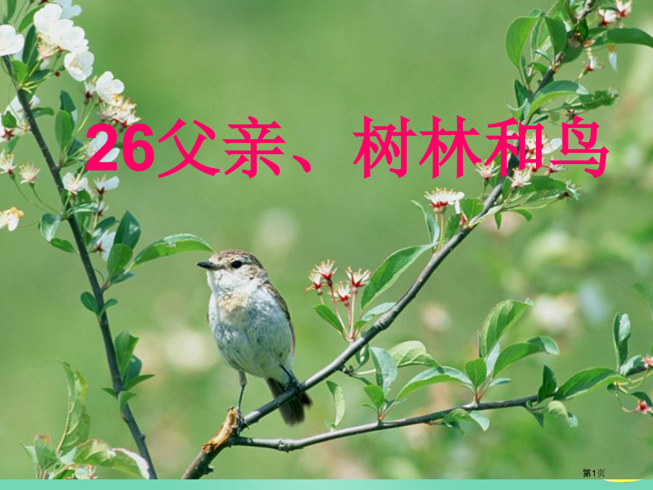 语文s版三上父亲、树林和鸟市名师优质课比赛一等奖市公开课获奖课件.pptx_第1页