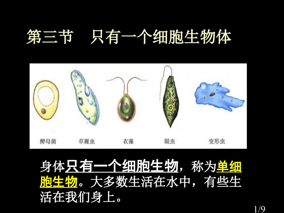 三节只有一个细胞生物体市公开课获奖课件省名师优质课赛课一等奖课件.ppt_第1页