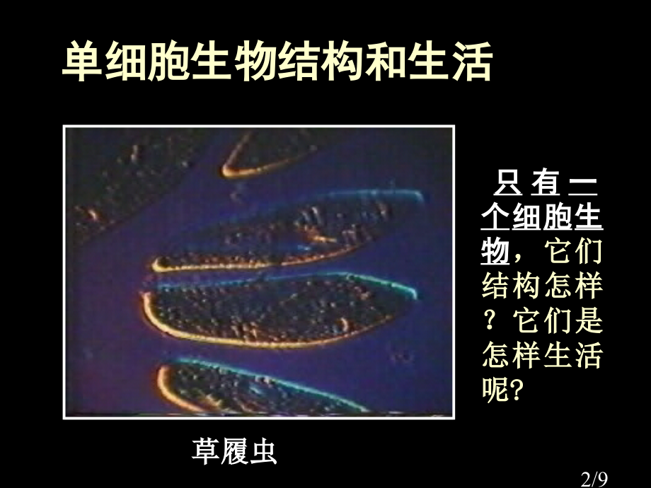 三节只有一个细胞生物体市公开课获奖课件省名师优质课赛课一等奖课件.ppt_第2页