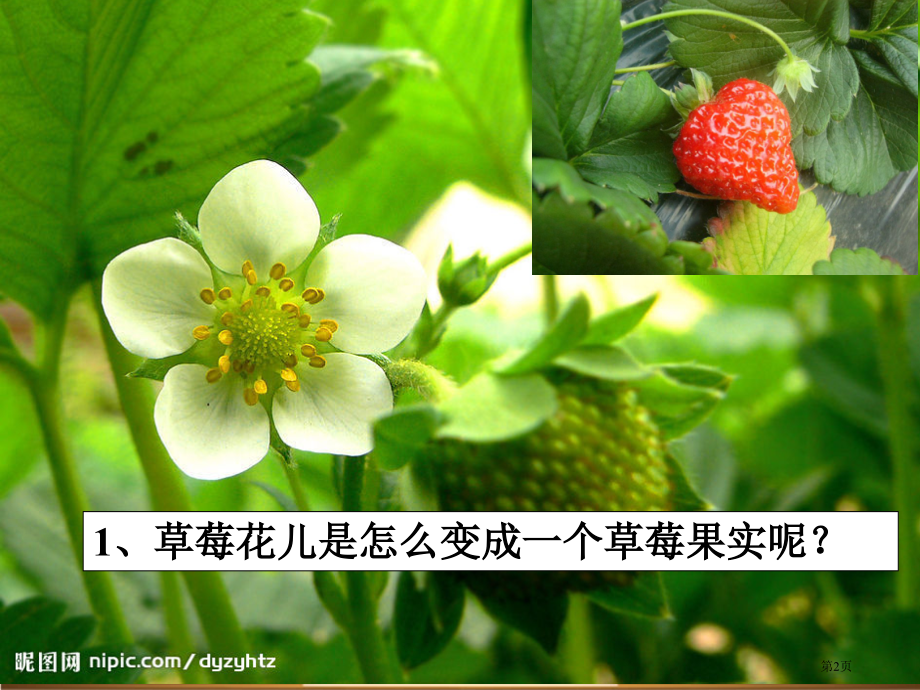 七年级上第3单元第五节植物的开花和结果市公开课一等奖省优质课赛课一等奖课件.pptx_第2页