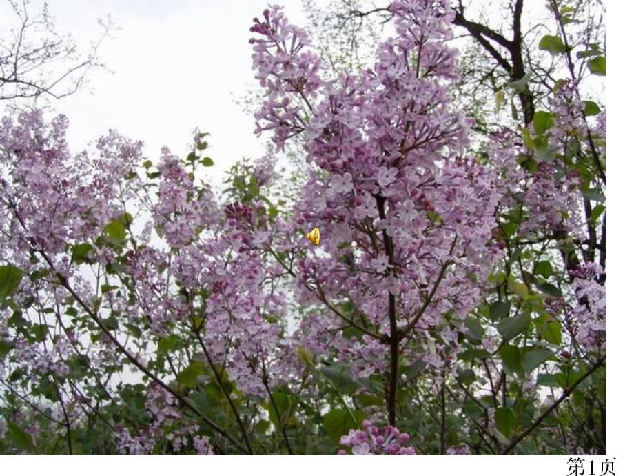 小学二年级《一株紫丁香》省名师优质课赛课获奖课件市赛课一等奖课件.ppt_第1页
