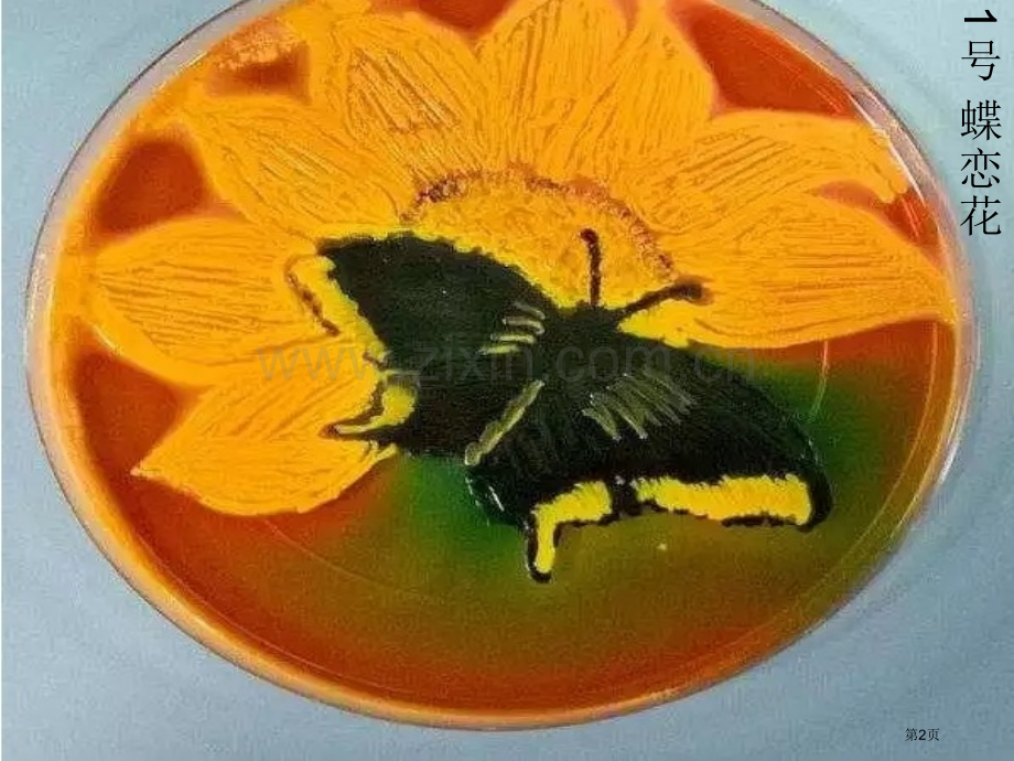 美国首届微生物培养皿艺术大赛省名师优质课赛课获奖课件市赛课百校联赛优质课一等奖课件.pptx_第2页